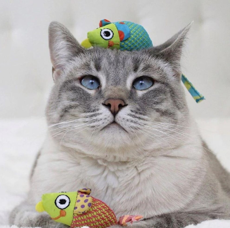 Chew Mice Dental Health