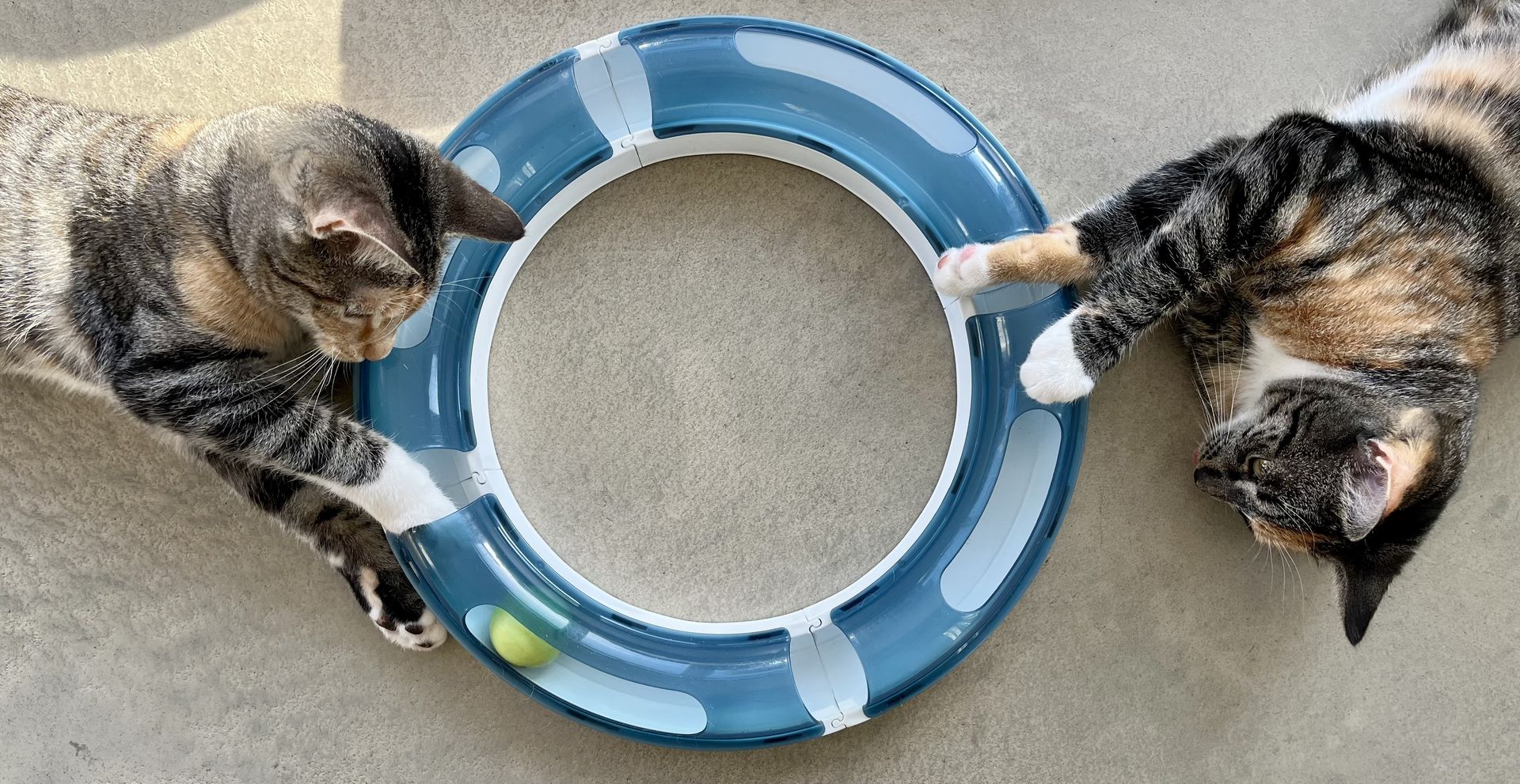 Mijn huidige twee katten 