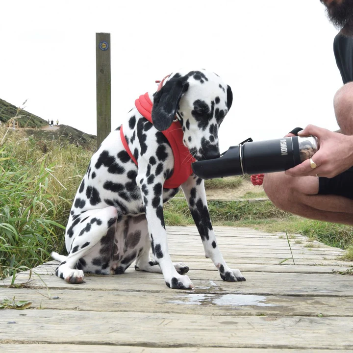 Trek_Treat_dog.jpg.webp
