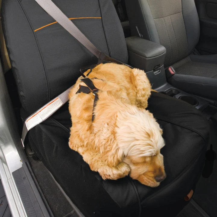 file_f81c7a81-6187-41d9-8c48-8a4ad7d2f4d5.jpg.webp