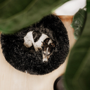 file_0f956303-3960-48af-bc13-d0db4516ed39.webp