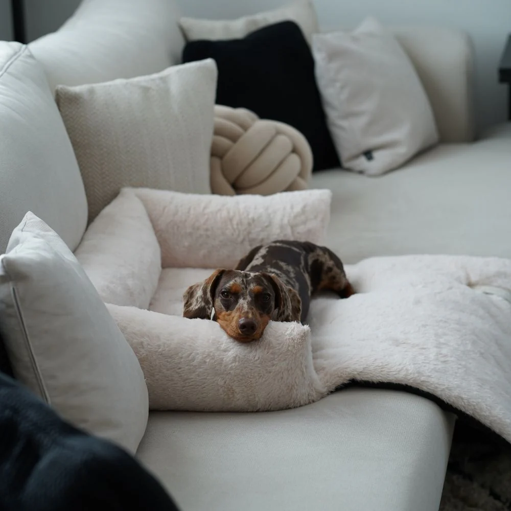 file_65b121cc-81c7-4992-baae-d99c6c3f7ba1.jpg.webp
