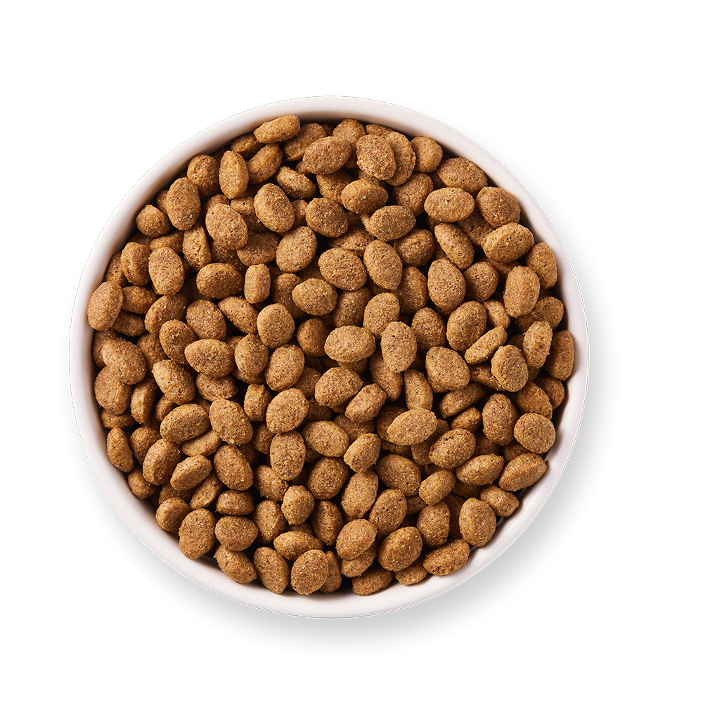 1648470306-17062-DOG - Yarrah Senior - Top shot_1920x1920.webp