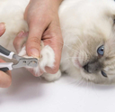 catit-longhair-grooming-kit-nailclipper-cat.jpg.webp