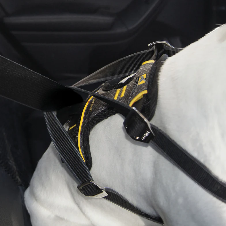 Impact_Harness_for_Car__93583.jpg.webp