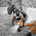 rebelpetz_leash_teckel.jpg.webp