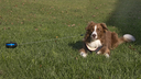 petstages-petstages4-intrekbare-oprollijn-met-bodem.webp