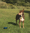 petstages-petstages2-intrekbare-oprollijn-met-bodem.webp