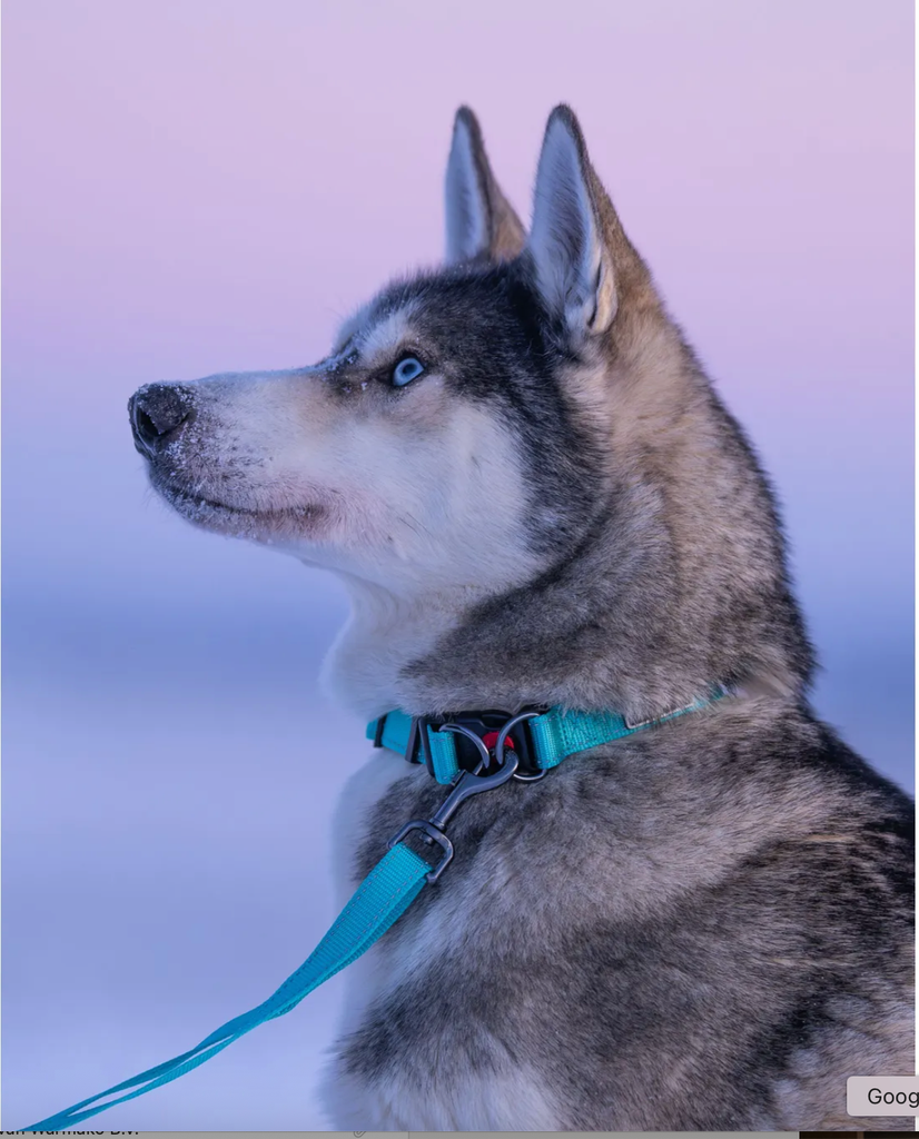 Scherm­afbeelding 2026-03-11 om 15.40.28.webp