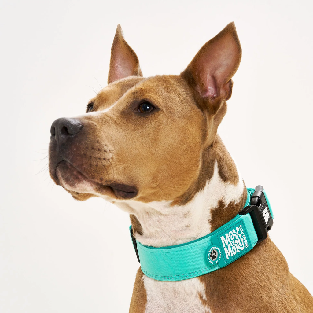 MaxMolly_Turquoise_Wide_Collar_mood.jpg.webp