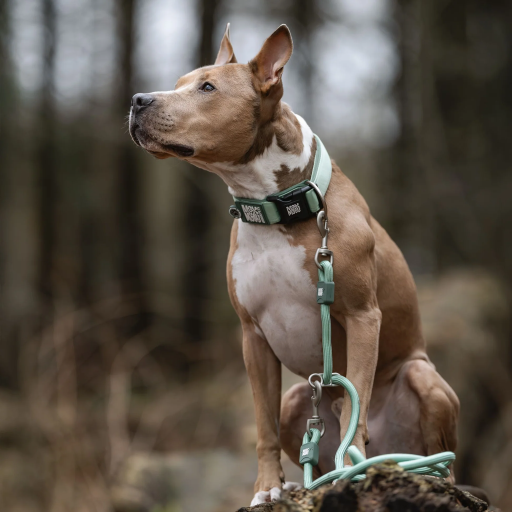 MaxMolly_Jade_CollarExtraWide_RopeLeash.jpg.webp