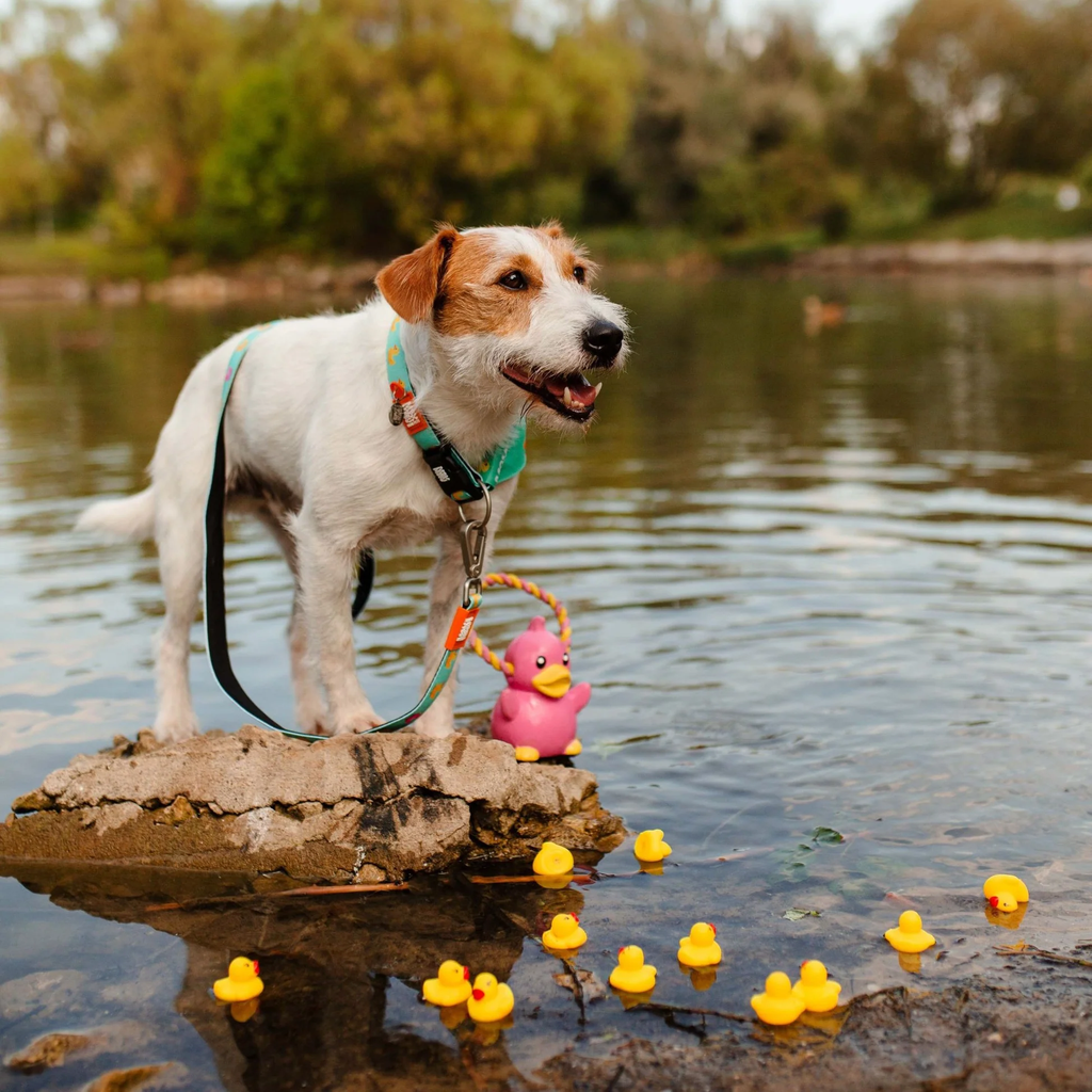 MaxMolly_Mood_Ducklings_Bandana_Leash_many_dugs_water_small_a1d72f54-410c-48a8-99a2-d009696be444.jpg.webp