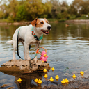 MaxMolly_Mood_Ducklings_Bandana_Leash_many_dugs_water_small_a1d72f54-410c-48a8-99a2-d009696be444.jpg.webp