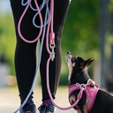 MaxMolly_Rose_Ocean_RopeLeash_AirVest1_753493cb-feaf-4bbe-876c-730285d9b65c.jpg.webp
