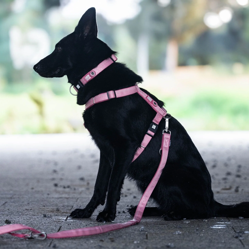MaxMolly_Rose_Collar_MultifunctionsLeash_HHarness3.jpg.webp