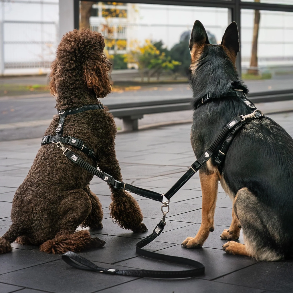 MaxMolly_DoubleLeash_black_2_84c935bf-27b2-43b3-970b-c71e6dae7976.jpg.webp