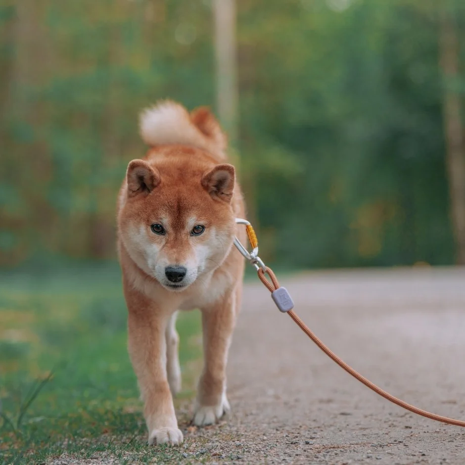 WoollyWolfRopeLeash_Terracotta_RPLSH142-18010_-3.jpg.webp