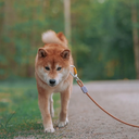 WoollyWolfRopeLeash_Terracotta_RPLSH142-18010_-3.jpg.webp