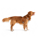 Alpha360Harness_GlacierGreenMix_HRNSAL149-LHRNSAL149-MHRNSAL149-SHRNSAL149-XLHRNSAL149-XS_-4.jpg.webp