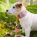 Alpha_360_Collar_Lavendermix_CLRAL194-L_CLRAL194-M_CLRAL194-S_CLRAL194-XL_-2.jpg.webp