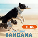Linkedin-coolpets6-main.webp