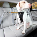 file_977728f8-43ef-42fa-8292-0479eb8c51fc.jpg.webp