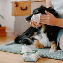 Beco_eye-wipes_dog2.jpg.webp