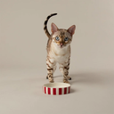 669651_2.jpg.webp