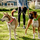 wigzi-wigzi-dual-ddoggie-gel-leash.webp