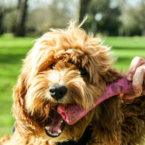 beco-bec o-beco-bone.webp