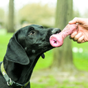 beco-beco-bec o-bone.webp