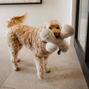 ZIGGY - Knisterndes Hundespielzeug mit Quietscher