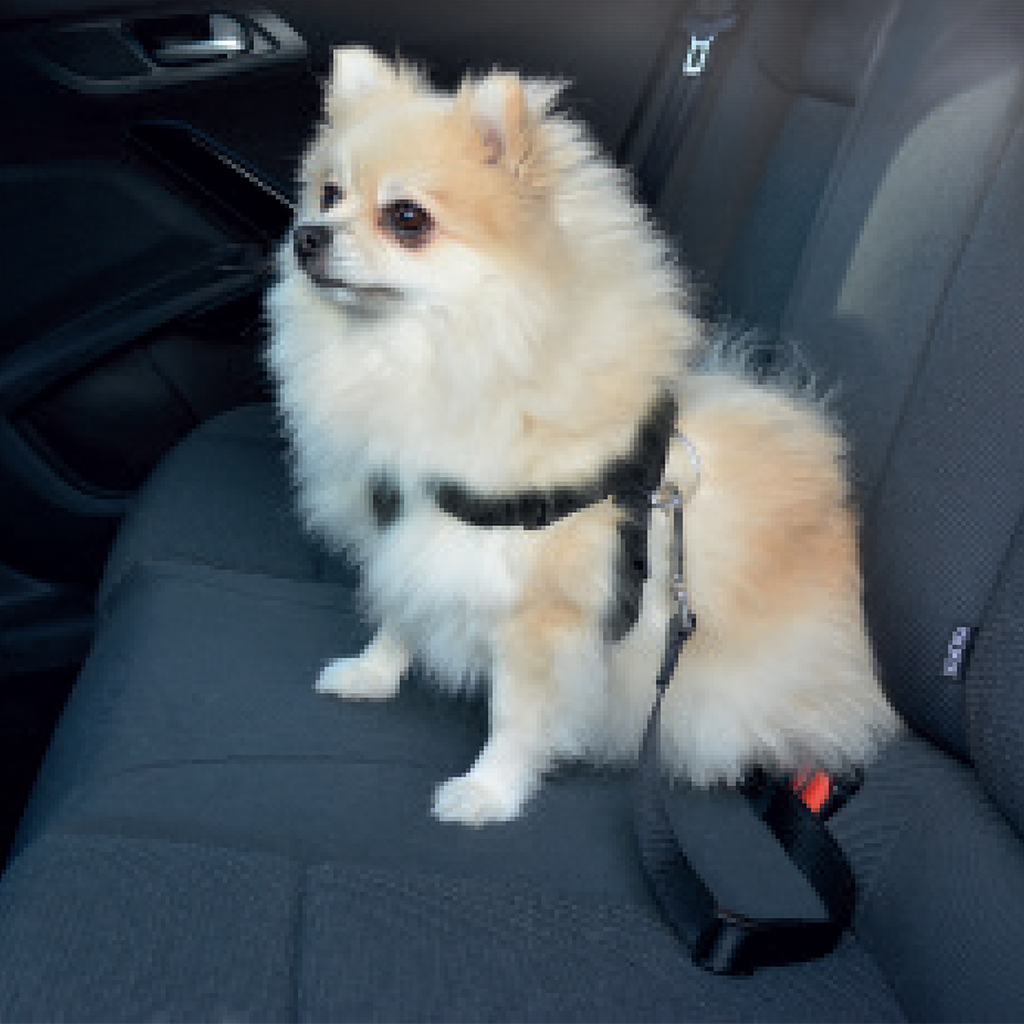 Veiligheidsharnas hond auto
