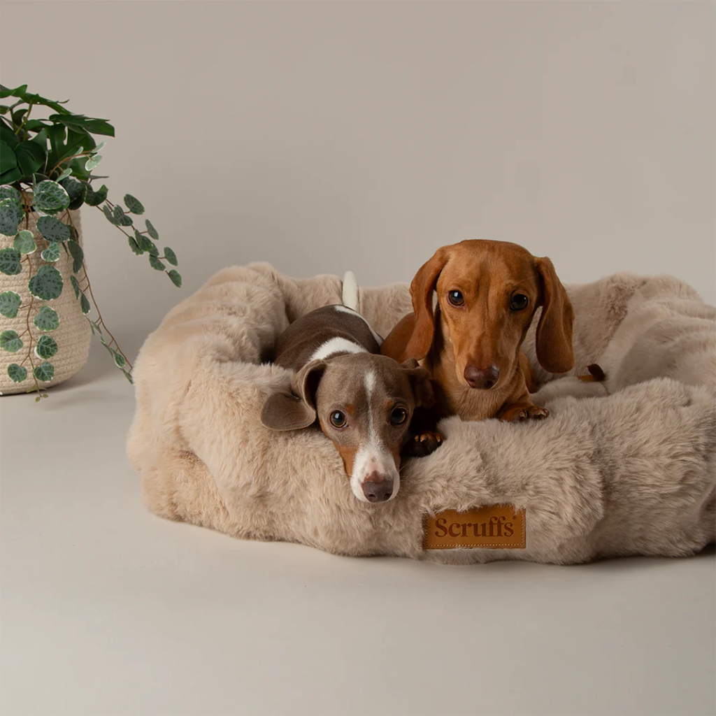 Alpine Box Bed (Champagne, M: 60x50x16 cm)