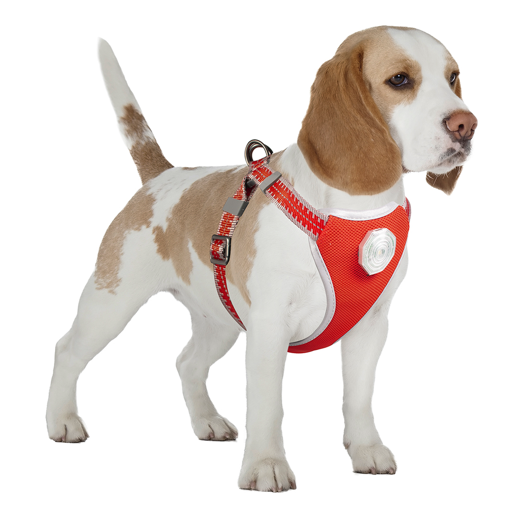 Flashlight harnas met looplijn (S: 120x35-45 cm/ 15 mm)